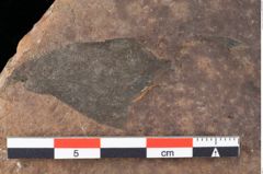 Foto (Detailansicht) von Rhytisma pythii Ettingshausen (NHMW-GEO-2024-0188-0077)